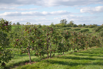 Fototapeta na wymiar apple trees orchard red fruits organic healthy agriculture landscape