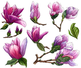 Set of watercolor pink Magnolia flowers. Magnolia Branch with flowers and leaves.