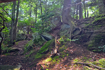 Hillside in the Woods