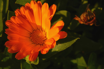 Marigold. Calendula officinalis closeup view