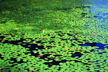 water lilies on pond