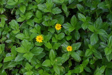 Green Plants in Hawaii with Flowers