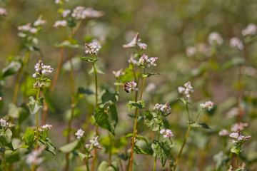 Field of buckwheat on a background of a stormy sky. Buckwheat, Fagopyrum esculentum, Japanese buckwheat and silverhull buckwheat blooming on the field. Close-up flowers of buckwheat