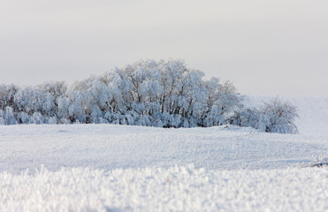 Winter Frost Saskatchewan