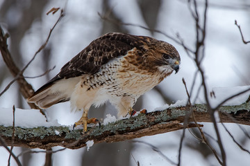 Red Tailed Hawk