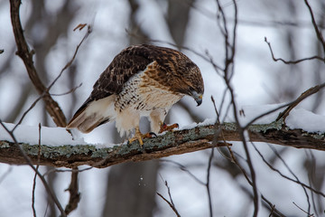 Red Tailed Hawk