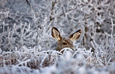 Fototapeta premium Winter Frost Saskatchewan