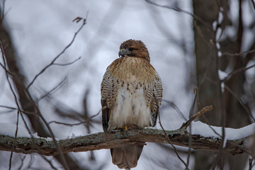 Red Tailed Hawk