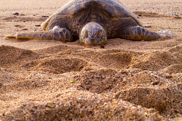 Sea Turtle on a Hawaiian Beach