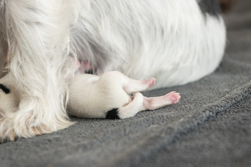 Newborn dog puppies - 2 days old - Jack Russell Terrier doggies  drinking milk on her mother