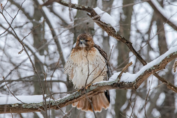 Red Tailed Hawk