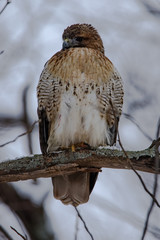 Red Tailed Hawk