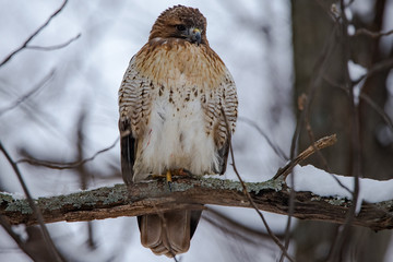 Red Tailed Hawk