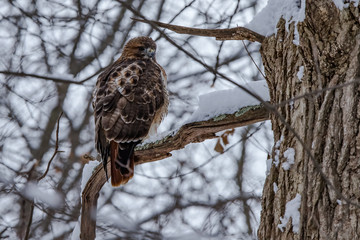 Red Tailed Hawk