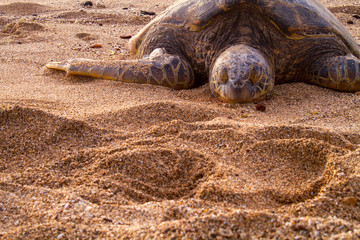 Hawaiian Turtle on a White Sand Beach