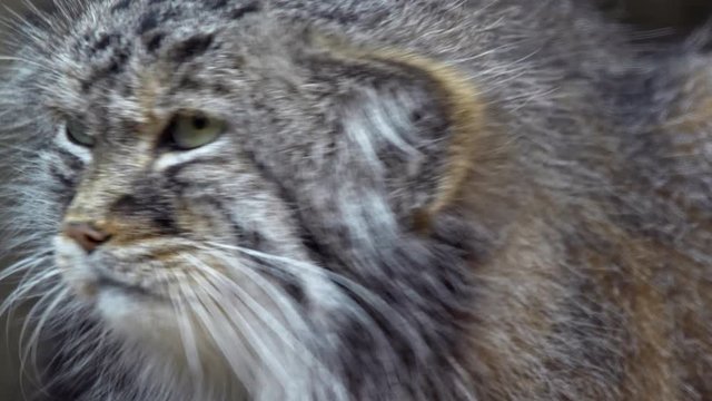 Pallas's cat (Otocolobus manul) portrait