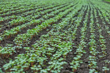 Field of sprout buckwheat on background of sky. Buckwheat, Fagopyrum esculentum, Japanese buckwheat and silverhull buckwheat on the field.