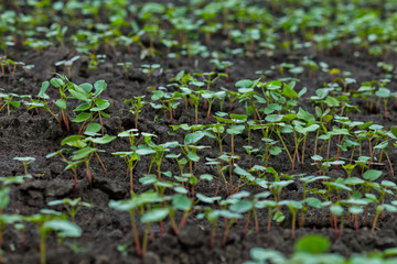 Field of sprout buckwheat on background of sky. Buckwheat, Fagopyrum esculentum, Japanese buckwheat and silverhull buckwheat on the field.