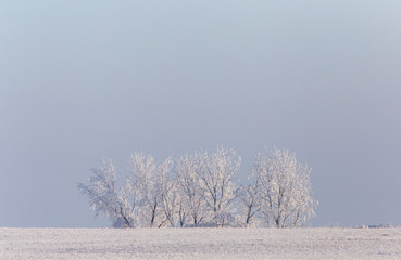 Winter Frost Saskatchewan