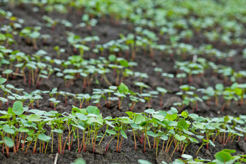 Field of sprout buckwheat on background of sky. Buckwheat, Fagopyrum esculentum, Japanese buckwheat and silverhull buckwheat on the field.