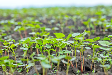 Field of sprout buckwheat on background of sky. Buckwheat, Fagopyrum esculentum, Japanese buckwheat and silverhull buckwheat on the field.