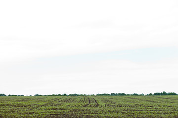 Fototapeta na wymiar Field of sprout buckwheat on background of sky. Buckwheat, Fagopyrum esculentum, Japanese buckwheat and silverhull buckwheat on the field.