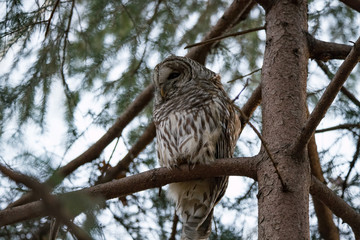 Goergous Barred Owl