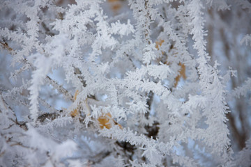 Winter Frost Saskatchewan
