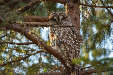 Goergous Barred Owl