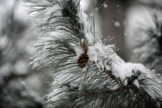conif&egrave;re en hiver