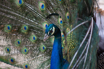 Fototapeta na wymiar Peacock with open colorful tail. Beautiful peacock displaying his plumage. Peacock with feathers out.