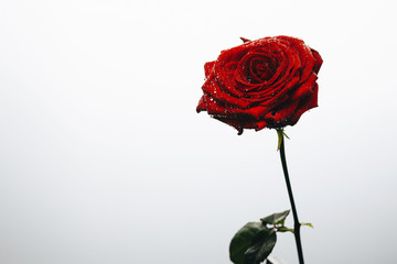 Beautiful red rose on white background with drops with copy space