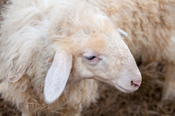 Naklejka premium Beige sheep on a farm