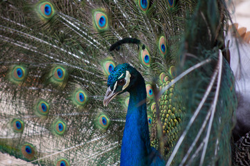Peacock with open colorful tail. Beautiful peacock displaying his plumage. Peacock with feathers out.