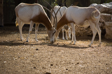 Naklejka na ściany i meble Scimitar Horned Oryx in zoo. Oryx dammah