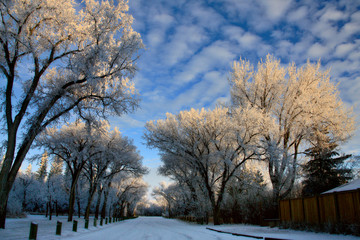 Winter Frost Saskatchewan