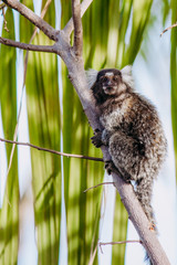 wild city sagui monkey in tree