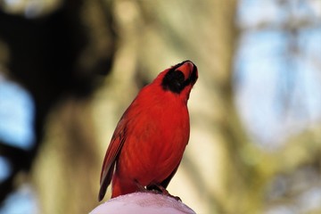 bright red cardinal 