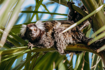 wild city sagui monkey in tree