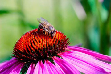 Honey bee (Apis) collecting nectar on purple coneflower (Echinacea purpurea)