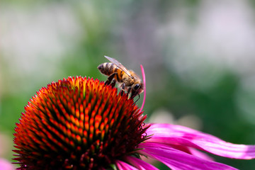Honey bee (Apis) collecting nectar on purple coneflower (Echinacea purpurea)