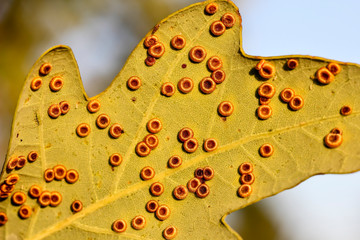 Galls of the Silk button gall wasp, Neuroterus numismalis, on underside of a sheet of pedunculate oak, Quercus robur, Bavaria, Germany, Europe