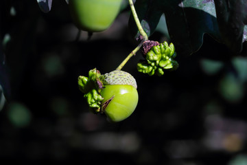 Acorn gall wasp, Andricus quercuscalicis, on acorn of a pedunculate oak, Quercus robur, Bavaria,...