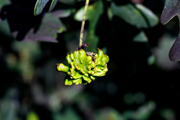 Acorn gall wasp, Andricus quercuscalicis, on acorn of a pedunculate oak, Quercus robur, Bavaria, Germany, Europe