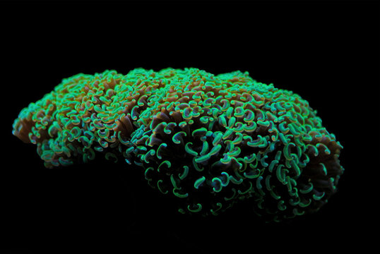 Hammer LPS green Coral - Euphyllia ancora 