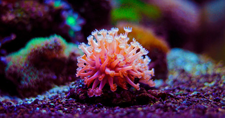 Goniopora the flowerpot lps coral in reef aquarium tank 