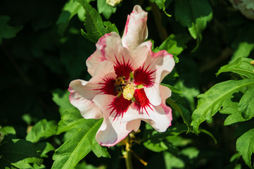 Hibiscus mit Biene