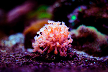 Naklejka na ściany i meble Goniopora the flowerpot lps coral in reef aquarium tank 