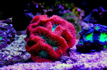 Naklejka premium Blastomussa LPS kolorowy koral - Blastomussa wellsi