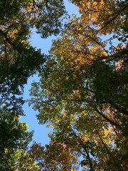 Pfälzer Wald
